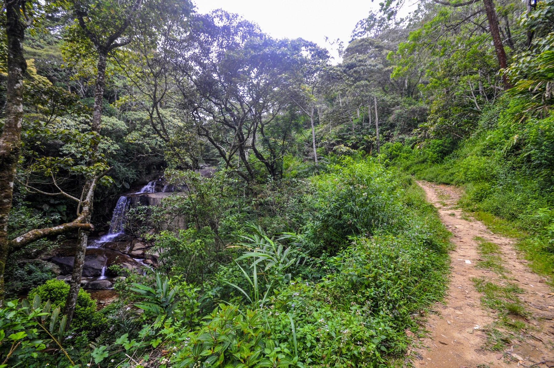 Wild Glamping Knuckles